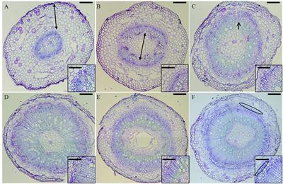 Studying Secondary Growth and Bast Fiber Development: The Hemp Hypocotyl Peeks behind the Wall